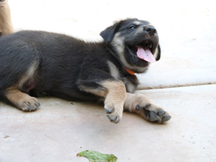 chinook dog